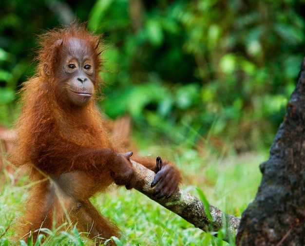 Baby orang-oetan speelt met een houten stok. indonesië. het eiland borneo (kalimantan).