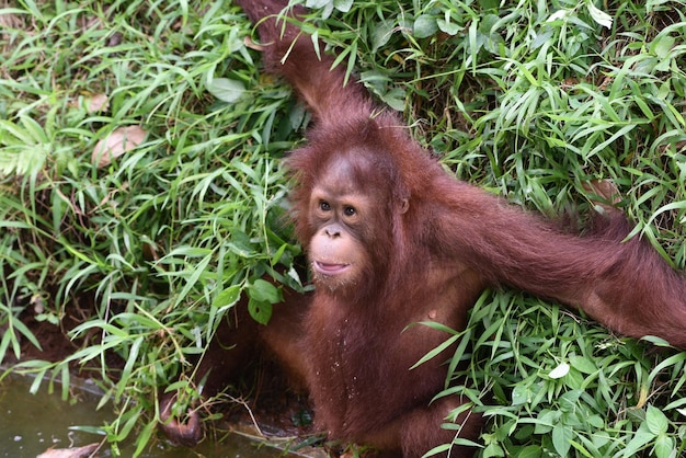 Baby orang-oetan spelen bij een rivieroever