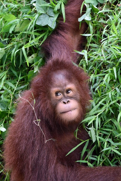 Baby orang-oetan spelen in het gras