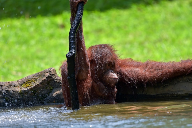 Baby orang-oetan spelen met in het water