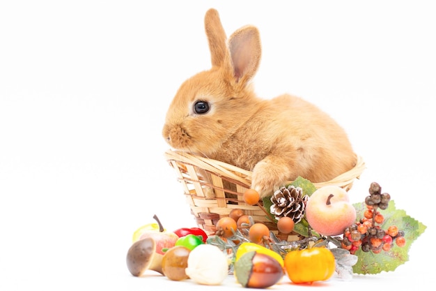 Baby of orange rabbit on white background