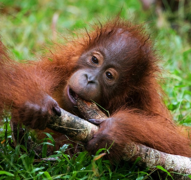 赤ちゃんオランウータンは木の棒で遊んでいます。インドネシア。ボルネオ島（カリマンタン）。