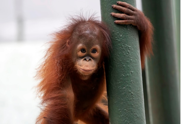 Photo baby orangutan playing in captivity
