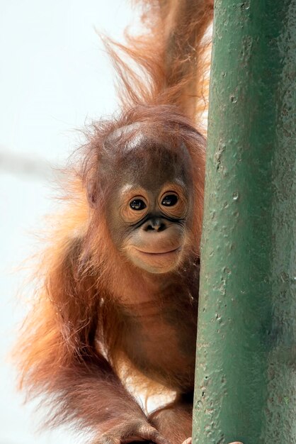 Photo baby orangutan playing in captivity