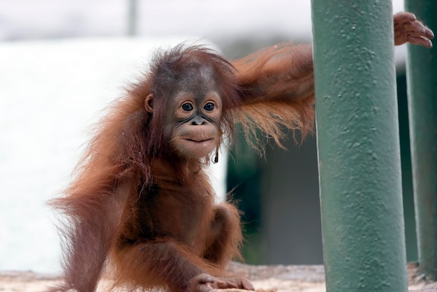 Photo baby orangutan playing in captivity