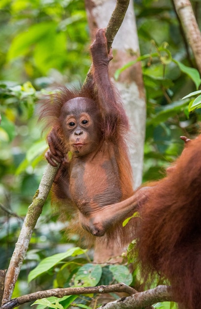 Baby orangutan in the wild. Indonesia. The island of Kalimantan (Borneo).