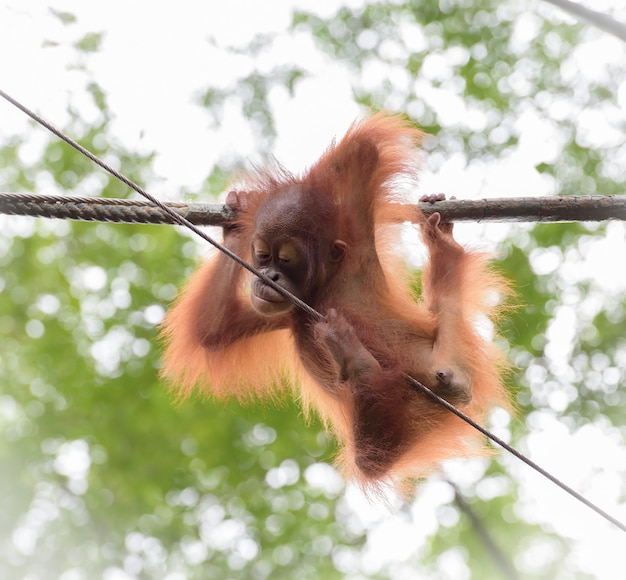 面白いポーズで赤ちゃんオランウータン