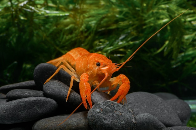 Baby oranje rivierkreeft met steen en waterwier in helder water