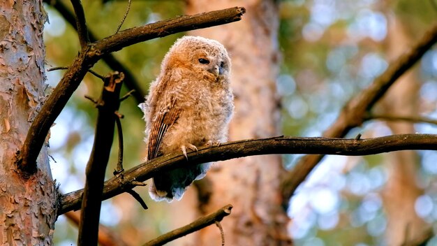 Foto la foto della fauna selvatica del piccolo gufo