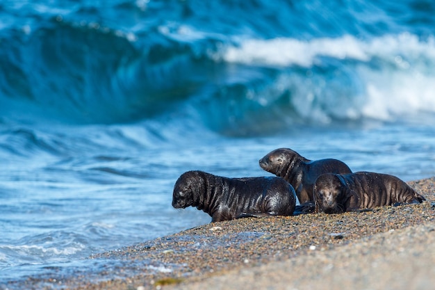 Baby pasgeboren zeeleeuw op het strand