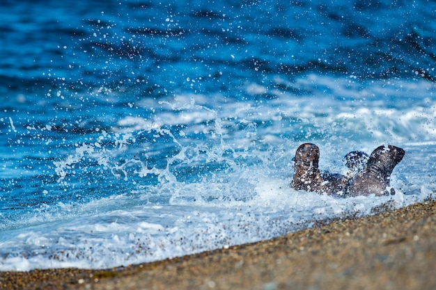 Baby pasgeboren zeeleeuw op het strand