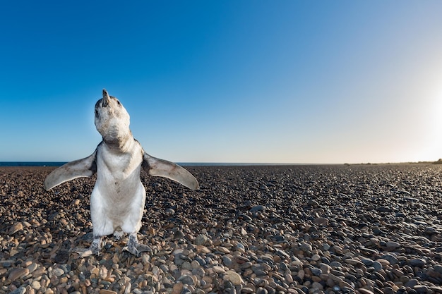 赤ちゃんパタゴニア ペンギンのクローズ アップの肖像画