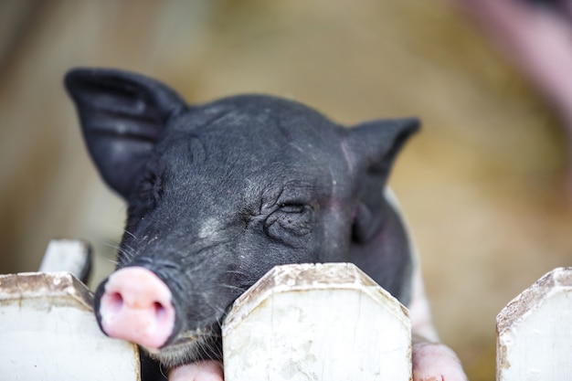 Свинья свиньи на ферме, Симпатичный поросенок