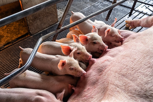 Photo baby pigs sucking mother pig in hog farms, animal and pig industry