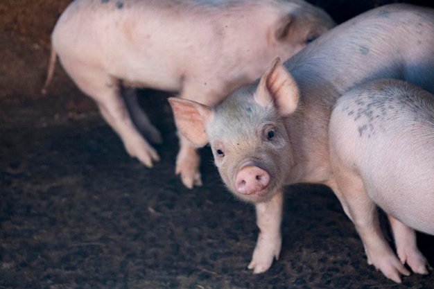 Baby pigs next to their mother at the Sty Farm Baby pigs of different colors