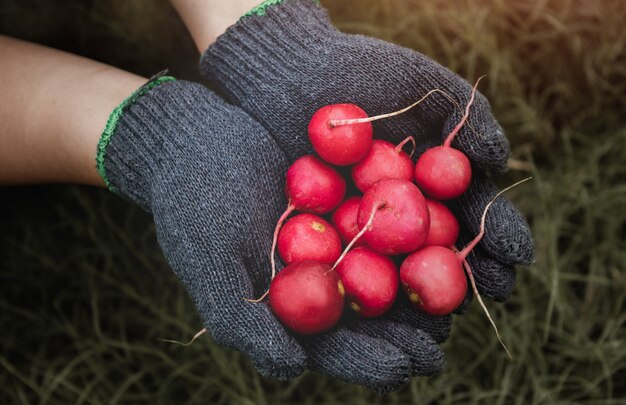 Baby pink radishes in hand.