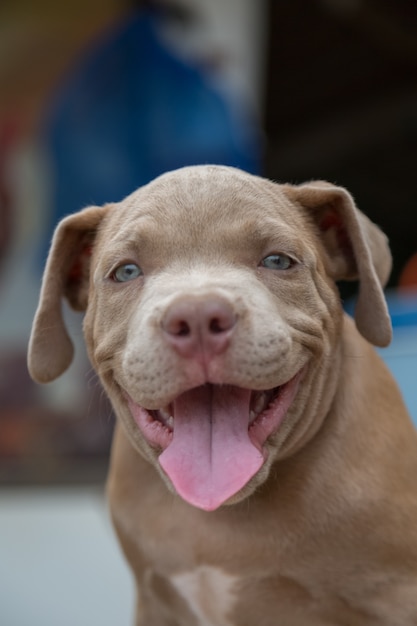 Baby pitbull smile and look for someone to play blur background