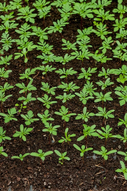 Детские растения высевают с лунками для сельскохозяйственных сеянцев