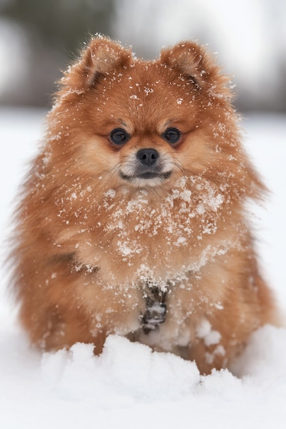 Baby Pommeren spitz spelen in winterdag