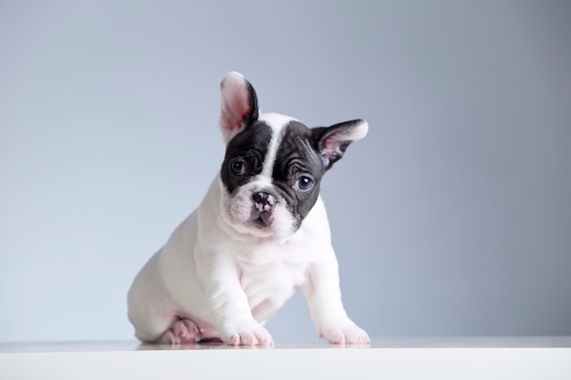 Baby purebred French Bulldog