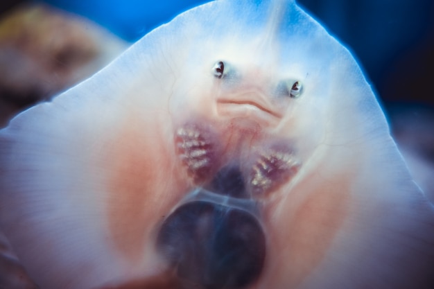 Foto vista dal basso del primo piano del fronte del pesce del raggio del bambino