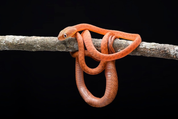 Baby red boiga on black background