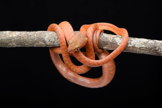 Baby red boiga in black background