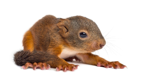 Baby Red squirrel in front of a white background