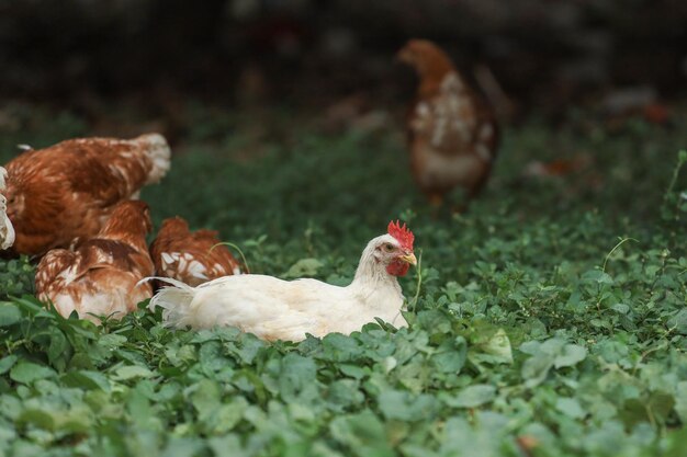 Photo the baby rhode island cock is rest in garden at thailand