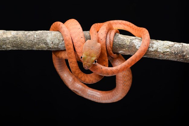 Baby rode boiga op zwarte achtergrond