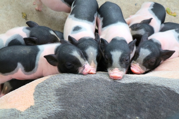 Baby roze en zwarte gespikkelde dikbuikige varkens slapen op moeder.