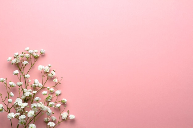 Baby's breath flowers on a pink background