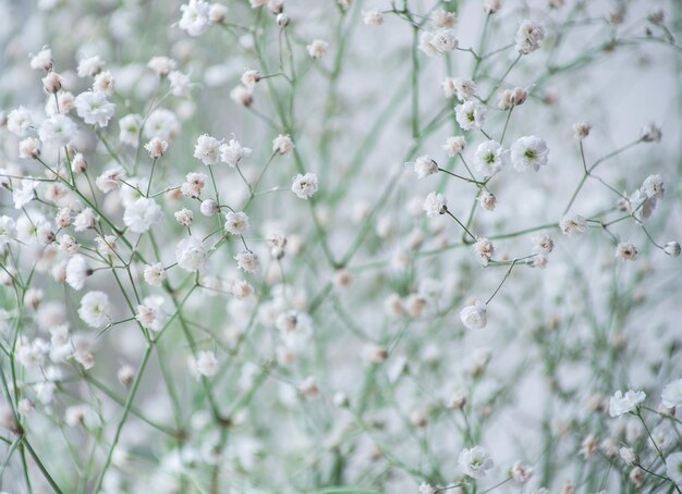 Photo baby's breath gypsophila flowers closeup background