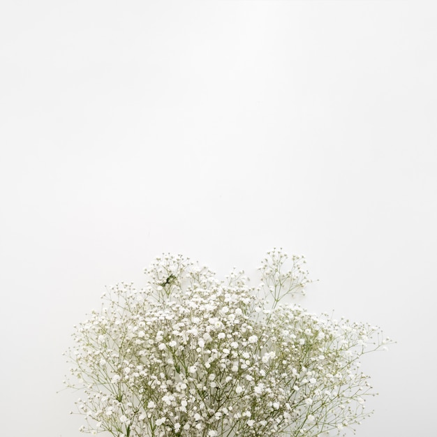 Baby's breath white flowers on white surface