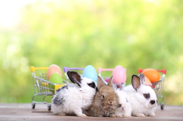 Baby schattig en schattig konijn zittend op groen gras Klein en jong konijntje is een mooi harig huisdier Pasen concept op gele achtergrond ei en gras met bokeh als achtergrond van de natuur