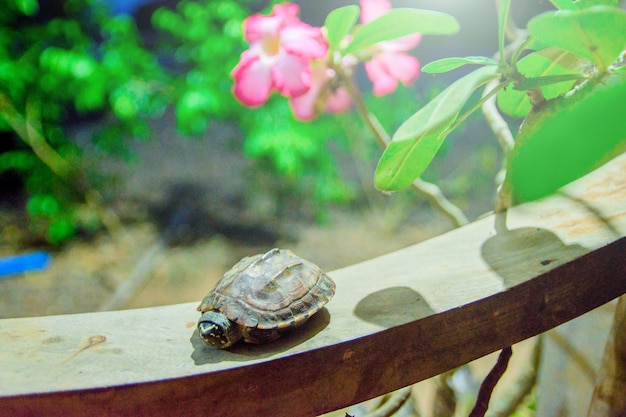 baby schildpad