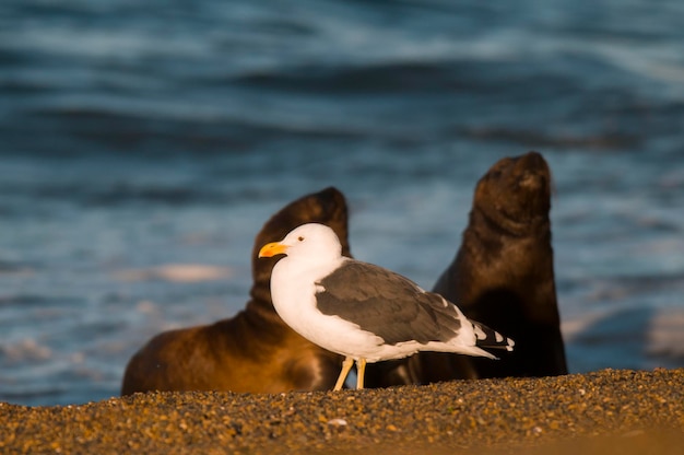 Baby sea lion Patagonia Argentina