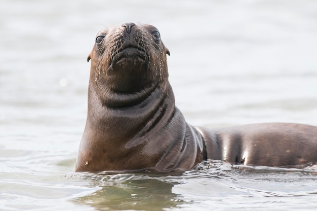 Baby sea lion Peninsula Valdes Patagonia Argentina