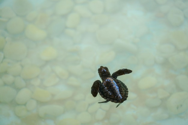 水泳を孵化し、水中の澄んだ海の水で餌を捕まえる赤ちゃんウミガメ