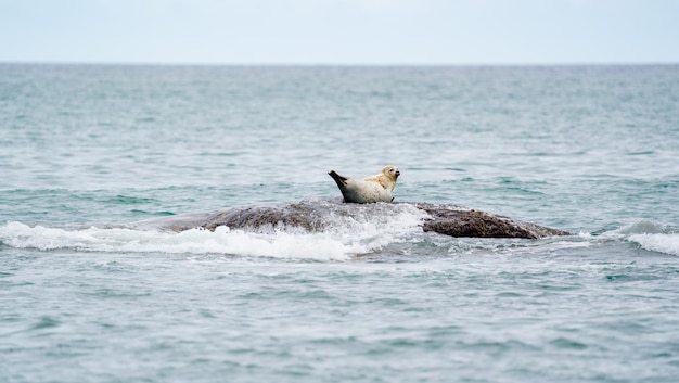 海のサンゴ礁にアザラシが横たわっている