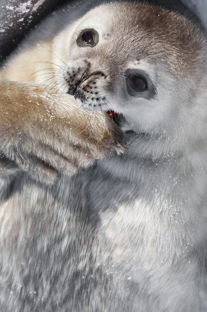 Baby seal