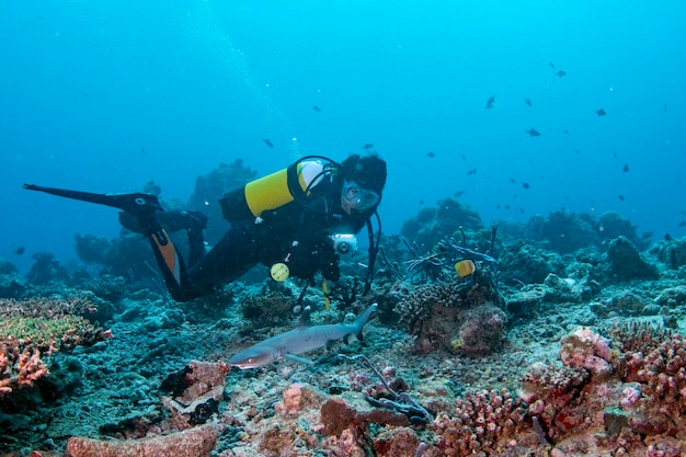 Baby shark close to scuba diver