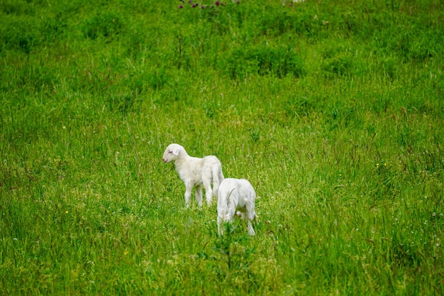 Baby sheep in grass field