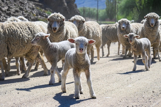 Cuccioli di pecora con le loro madri