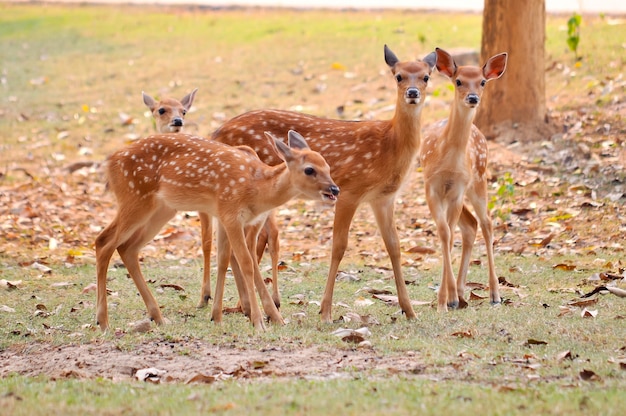 Baby sika herten