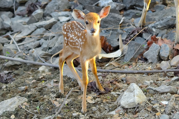 Baby Sika herten