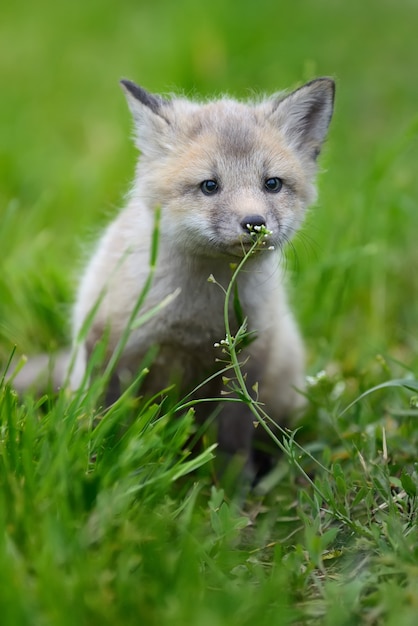 baby silver fox in grass