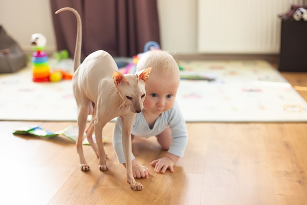 写真 6か月の赤ちゃんが床と彼の隣で低刺激性の猫のスフィンクを這う