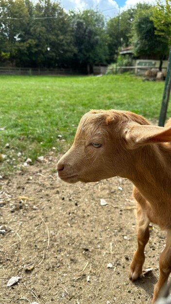 Foto piccola testa di capra marrone