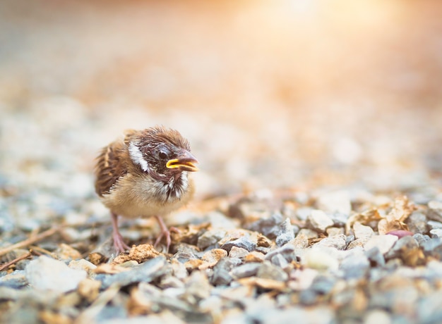 Baby sparrow practice to fly